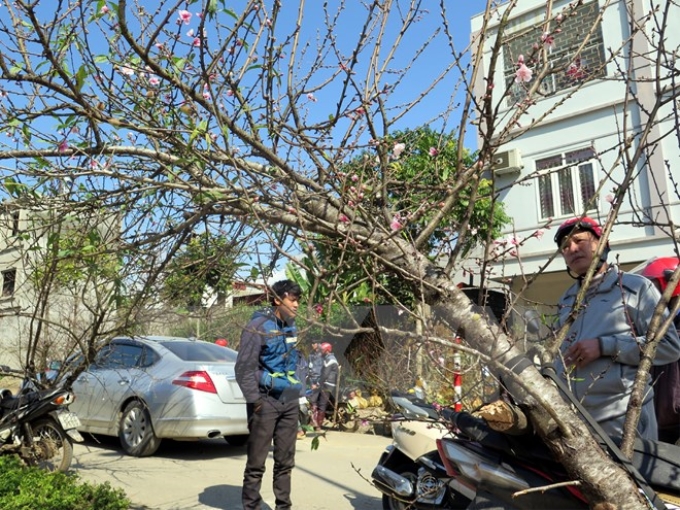 Một người dân đang chọn mua đào rừng về chơi Tết. (Ảnh: Công Hải/TTXVN)